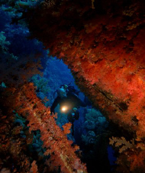 Alec on the Numidia, Brother Islands, Egypt. by Dray Van Beeck 